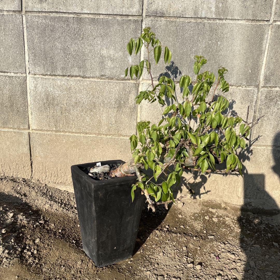 Amazon.co.jp: コミフォラ ホルトジアナ 現地株 21年夏発根後3度越冬済